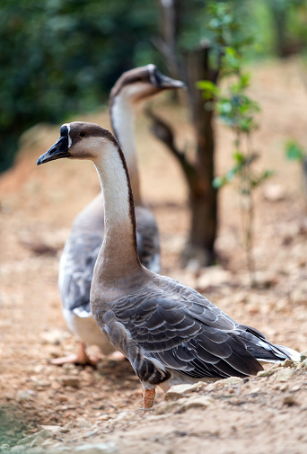 Geese in the rest