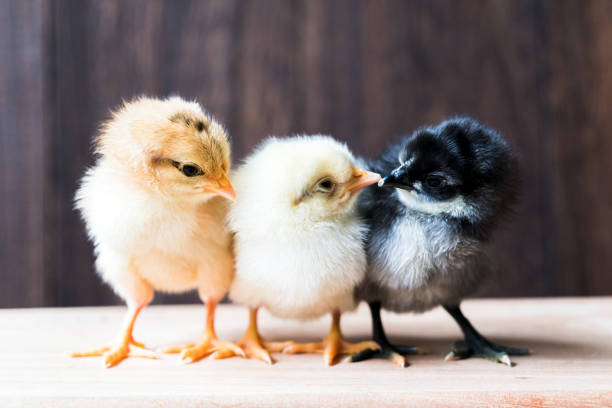 istock We are good friends 1288420125
