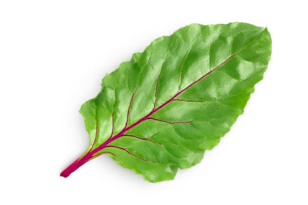 istock Beetroot leaf isolated on white background with clipping path and full depth of field. Top view. Flat lay 1288420244