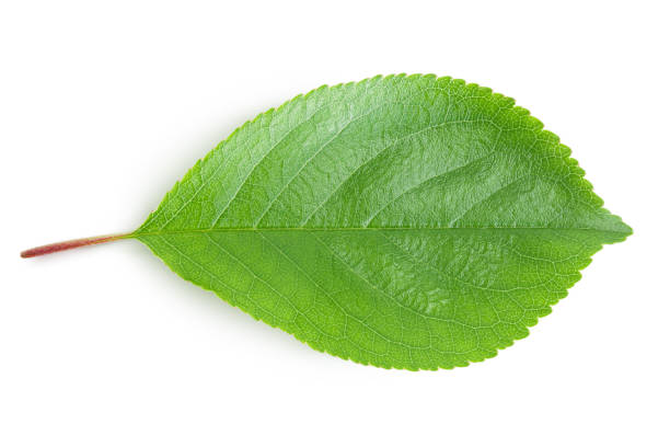 istock cherry leaf isolated on a white background with clipping path and full depth of field. Top view. Flat lay 1288420260