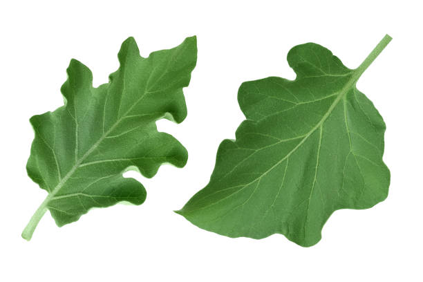 eggplant leaf isolated on white background with clipping path and full depth of field. Top view. Flat lay,