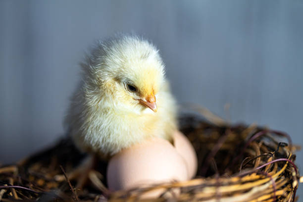 istock Newborn chick in the nest 1288420298