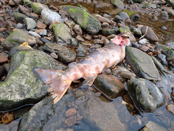 мертвый лосось на берегу реки саут-тайн. - catch of fish water river salmon стоковые фото и изображения