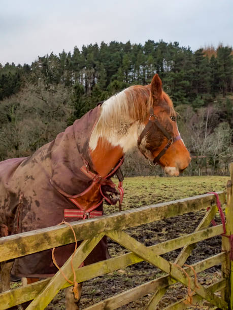 istock Horse in a field in Cumbria 1288420955