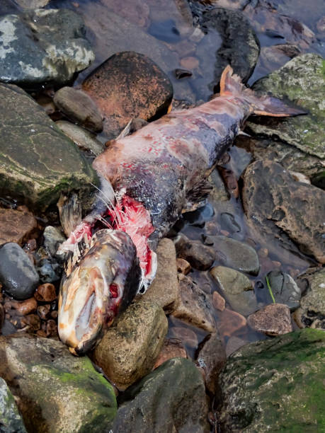 мертвый лосось на берегу реки саут-тайн. - catch of fish water river salmon стоковые фото и изображения