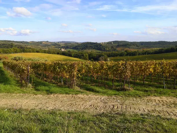 The vineyards near the town of Castelnuovo Berardenga, in the Chianti classico region of siena province, Tuscany