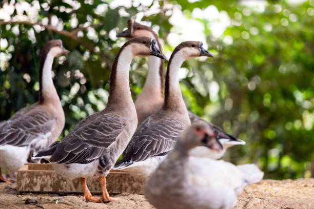 istock Flock of geese 1288421356