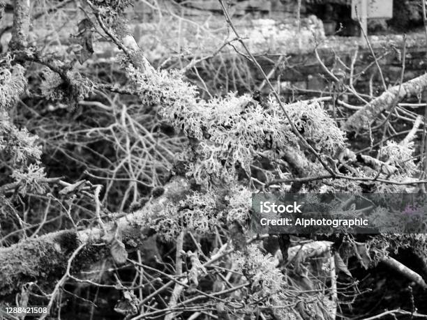 Lichen And Algae On Branches Above The South Tyne At Alston Stock Photo - Download Image Now