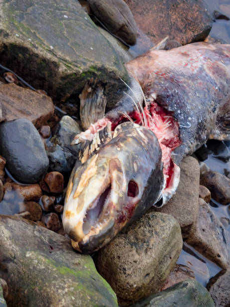 мертвый лосось на берегу реки саут-тайн. - catch of fish water river salmon стоковые фото и изображения