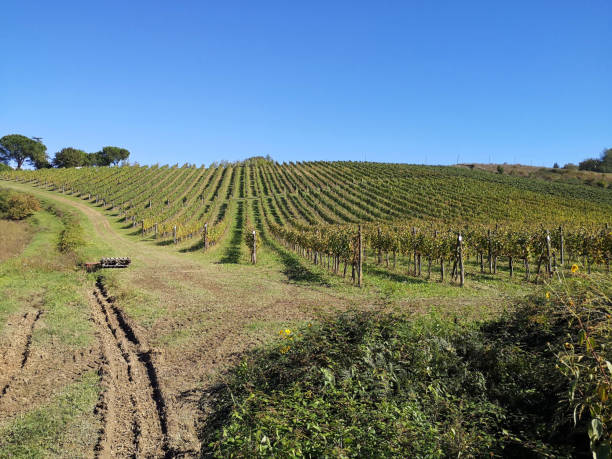 vigneti in valdarno, provincia di arezzo, toscana - arezzo foto e immagini stock