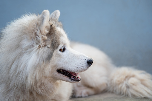 close up happy white dog