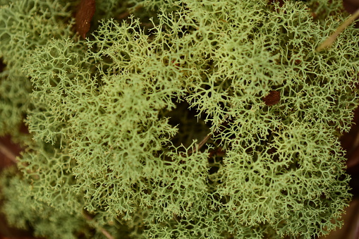 Reindeer moss with sponge-like structure and dry grass leaf trapped.  Photo taken at Etoniah Creek state forest in Putnam county,, Florida. Nikon D7200 with Nikon 200mm macro lens
