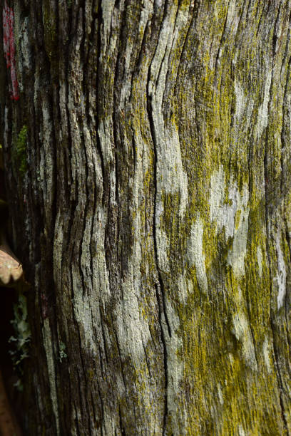 Heavily weathered and eroded tree trunk with variety of lichens.  Photo taken at Sweetwater Preserve in Gainesville, Florida. Nikon D7200 with Nikon 200mm macro lens
