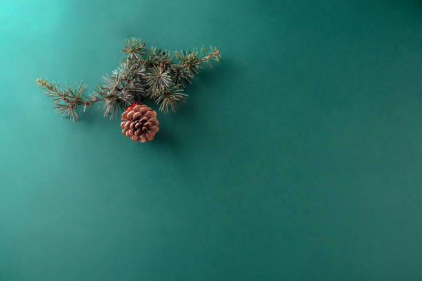 istock Fir branch and cone on dark  green background 1288426056