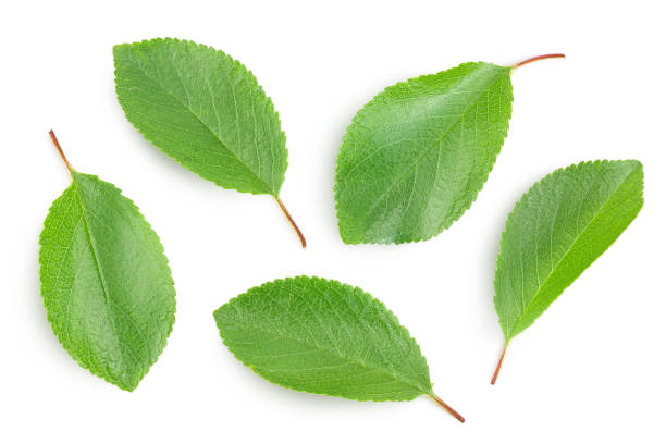 istock cherry leaf isolated on a white background with clipping path and full depth of field. Top view. Flat lay 1288426471