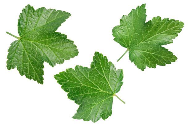 istock currant leaf isolated on white background with clipping path and full depth of field. Top view. Flat lay 1288426486