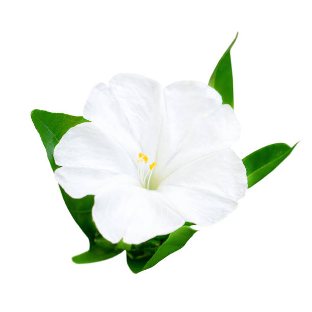 istock white flower with green leaves isolated on a white background 1288429087
