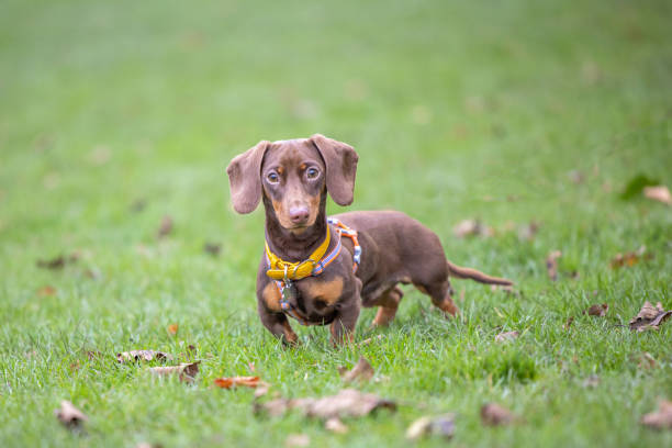 istock Miniature Dashshund Looking at the Camera 1288429095