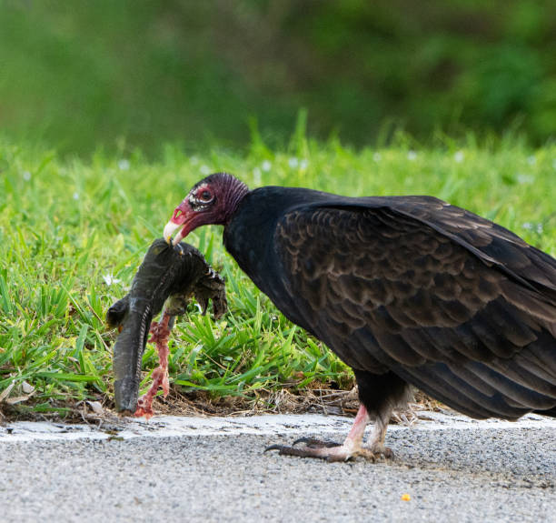 istock Turkey Vulture Eating Iguana Carcass 1288430159