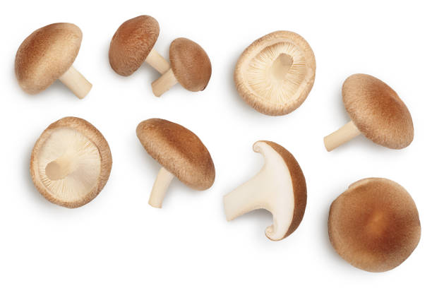 Fresh Shiitake mushroom isolated on white background with clipping path. Top view. Flat lay Fresh Shiitake mushroom isolated on white background with clipping path. Top view. Flat lay. shiitake mushroom photos stock pictures, royalty-free photos & images