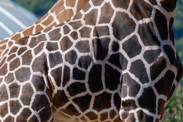 giraffa reticolata (giraffa camelopardalis reticulata) modello di cappotto da vicino - reticulated giraffe foto e immagini stock