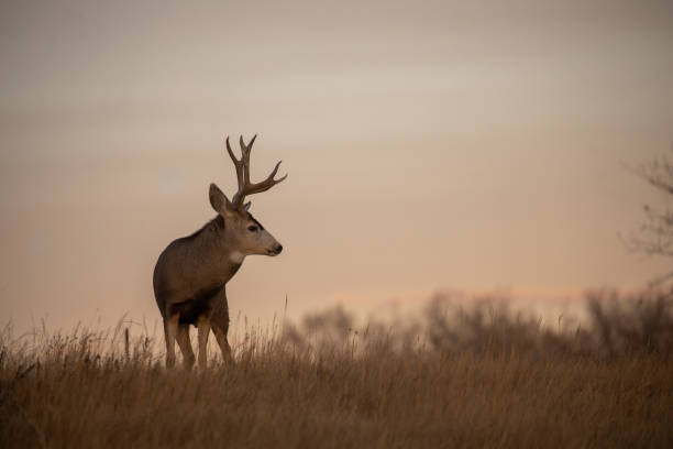 istock Mule Deer Buck in Colorado in Fall 1288431405
