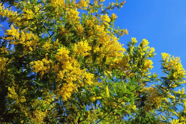 Spring. Branches of  Acacia dealbata ( mimosa ) tree with flowers against blue sky