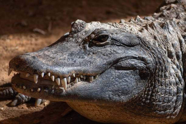 amerykański aligator (alligator mississippiensis) z bliska portret - american alligator zdjęcia i obrazy z banku zdjęć