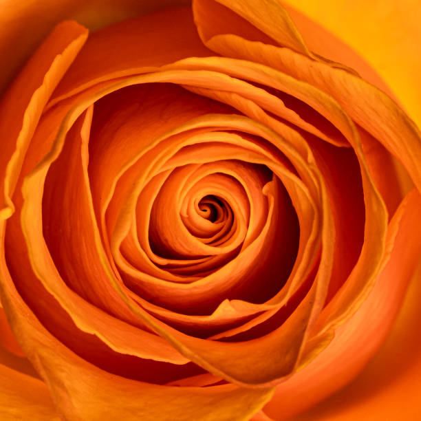 istock Top view orange rose head on white 1288432767