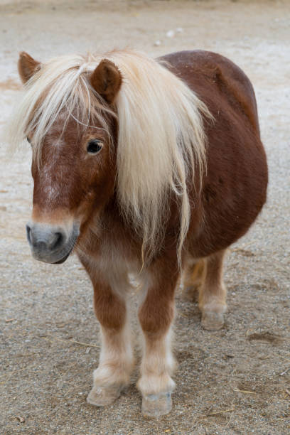 istock Shetland pony (Equus caballus caballus shetland) full portrait 1288432825