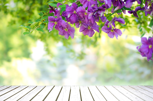 Natural summertime template - fresh green leaves and violet flowers of clematis over an empty wooden vintage table on a sunny day with copy space