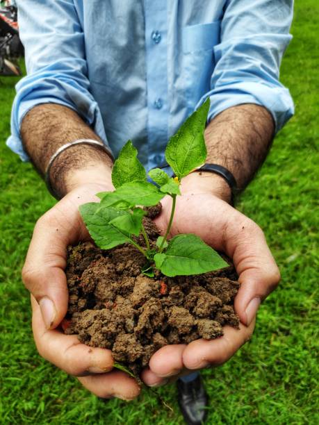 istock hands holding a sapling to be planted plant trees save trees save nature 1288432968