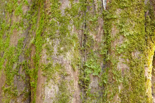 Photo of The surface of the tree is covered with moss