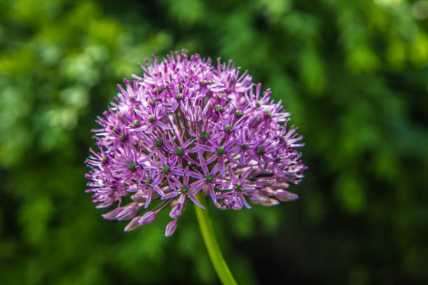 Giant Onion (Allium Giganteum) blooming in a garden