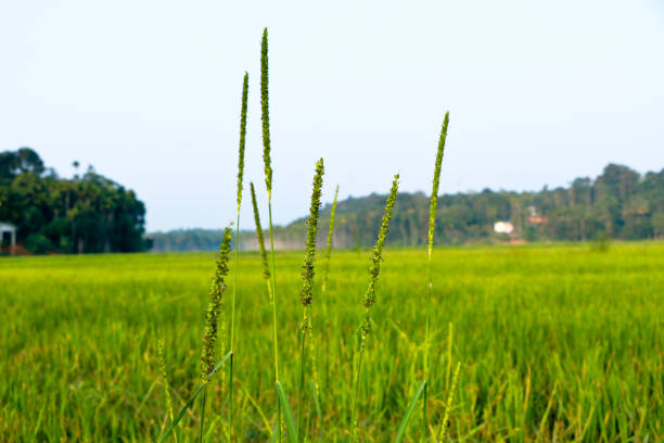Wheat Fields,Wheat ear,Crops,Farmland,China,Asia.