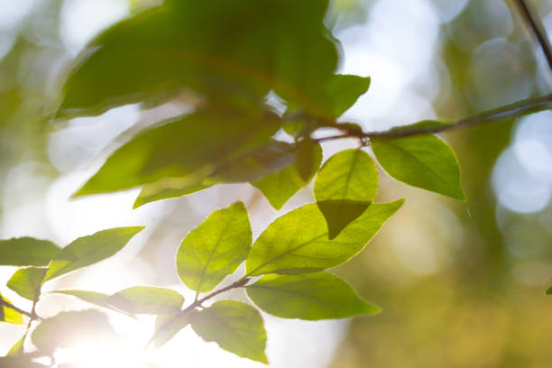 istock Green leaves and sunshine 1288435955