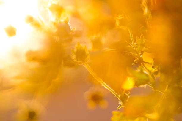 istock Yellow wild flowers 1288435960
