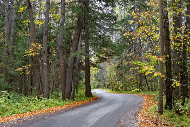 istock Forest Road. Asphalt tape winds between trees. Autumn forest 1288436177