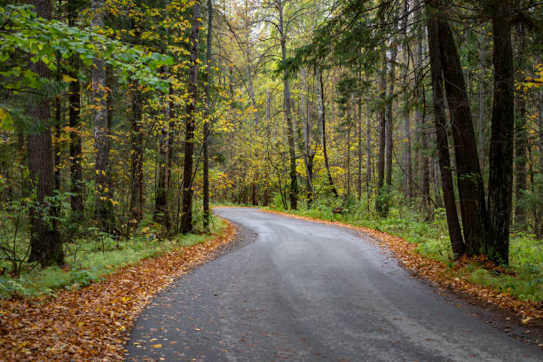 istock Forest Road. Asphalt tape winds between trees. Autumn forest 1288436722