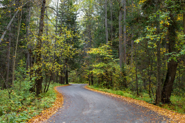istock Forest Road. Asphalt tape winds between trees. Autumn forest 1288436727