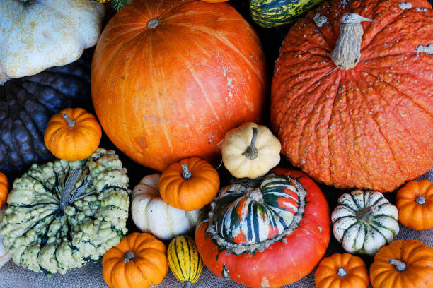 istock Group of Gourds and Squashes 1288436841