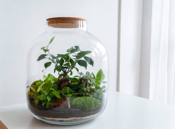 istock Beautiful jar with live forest with self ecosystem, terrarium, forest in a jar 1288437671