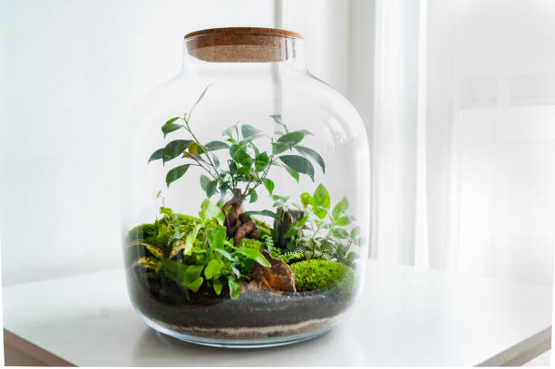 istock Beautiful jar with live forest with self ecosystem, terrarium, forest in a jar 1288438537