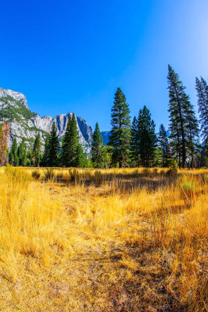 istock Yellow autumn grass in the Yosemite 1288438704