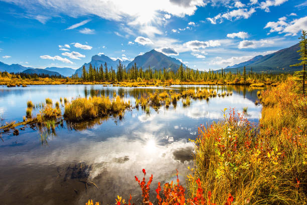 istock Lake among the yellow grass 1288438747