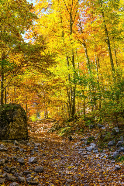 istock The leaves of aspens and birches 1288438759