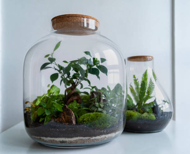 istock Beautiful jar with live forest with self ecosystem, terrarium, forest in a jar 1288438859