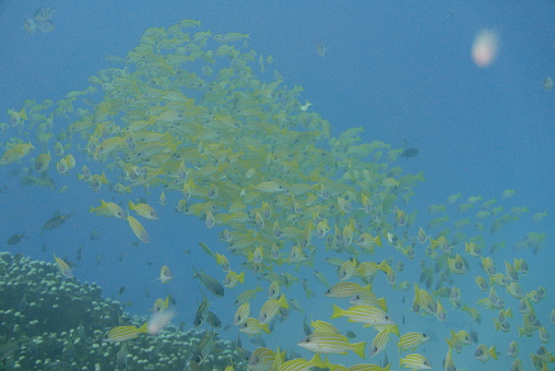 Scuba diving into coral garden at Ishigaki island, Japan