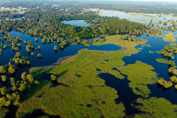 Aerial view of the reeds and willows during the flood in Kopacki rit Nature Park Aerial view of the reeds and willows during the flood in Kopacki rit Nature Park, Croatia flood plain photos stock pictures, royalty-free photos & images