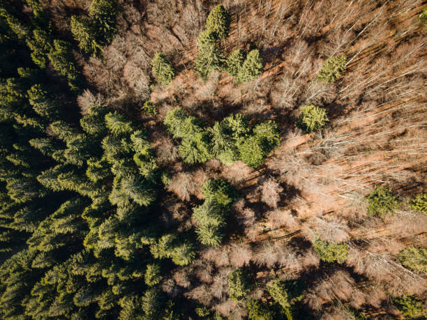 istock Spruce Forest and Beech Tree Forest Mixing From Directly Above 1288439817